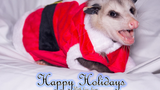 May This Philadelphia Opossum Bring You Holiday Cheer